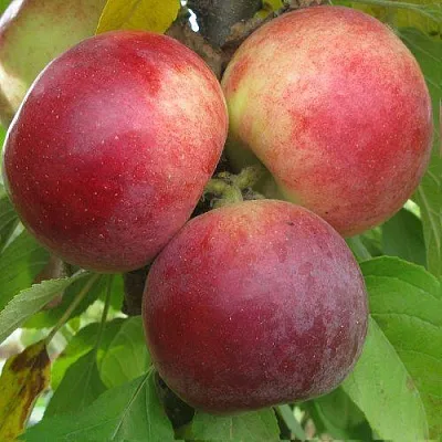 Яблоня БАЛЕРИНА ФЛАМЕНКО колонновидная  Яблоня БАЛЕРИНА ФЛАМЕНКО колонновидная в Череповце