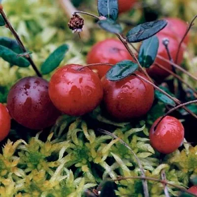 Клюква МАК ФАРЛИН  Клюква МАК ФАРЛИН в Череповце