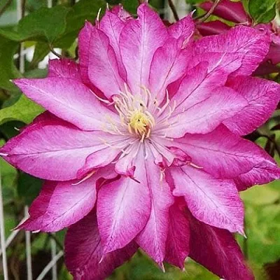 Клематис КАЕН  Клематис КАЕН в Череповце