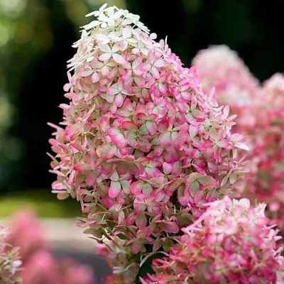 Гортензия РОЯЛ ФЛОВЕР метельчатая в Череповце