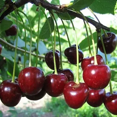 Вишня БЫСТРИНКА в Череповце