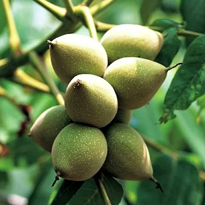 Орех МАНЬЧЖУРСКИЙ  Орех МАНЬЧЖУРСКИЙ в Череповце