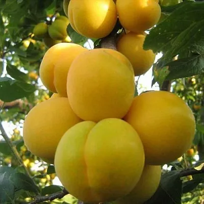 Слива ЛОДВА  Слива ЛОДВА в Череповце