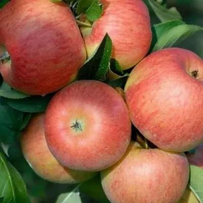 Яблоня ТОПАЗ в Череповце