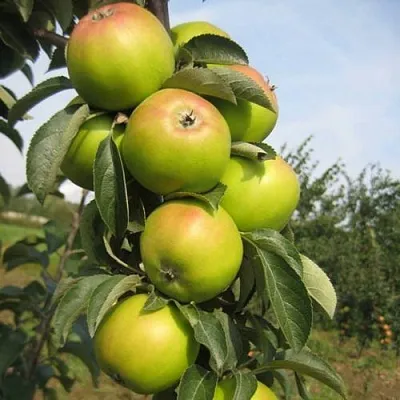 Яблоня ЛУКОМОР колонновидная  Яблоня ЛУКОМОР колонновидная в Череповце