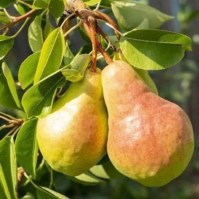 Летние сорта  Летние сорта в Череповце