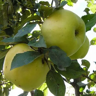 Яблоня АНТОНОВКА ОБЫКНОВЕННАЯ  Яблоня Антоновка Обыкновенная в Череповце