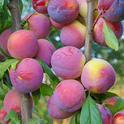 Слива КОЛОННОВИДНАЯ  Слива КОЛОННОВИДНАЯ в Череповце