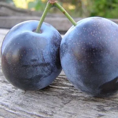 Слива БЛЮФРИ  Слива БЛЮФРИ в Череповце