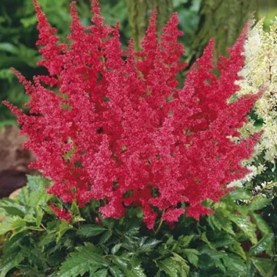 Астильба МОНТГОМЕРИ японская — описание сорта Астильба МОНТГОМЕРИ японская в Череповце