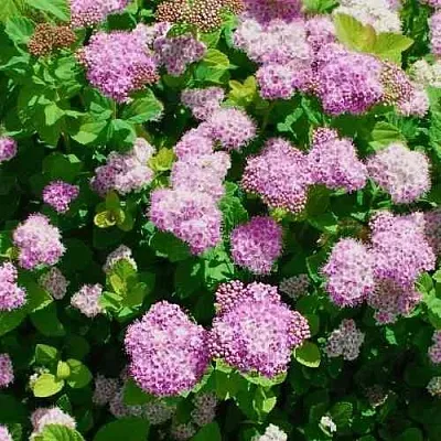 Спирея ПИНК СПАРКЛЕР  Спирея ПИНК СПАРКЛЕР в Череповце