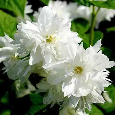 Жасмин ДАМ БЛАНШ  Жасмин ДАМ БЛАНШ в Череповце