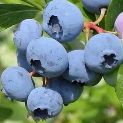 Голубика ДАРРОУ  Голубика ДАРРОУ в Череповце