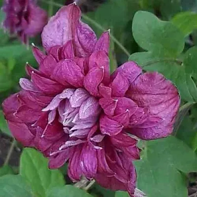 Клематис ПУРПУРЕА ПЛЕНА ЭЛЕГАНС  Клематис ПУРПУРЕА ПЛЕНА ЭЛЕГАНС в Череповце