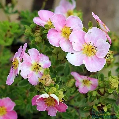 Лапчатка НЬЮ ДАУН кустарниковая в Череповце