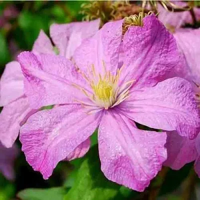 Клематис КОМТЕСС ДЕ БУШО  Клематис КОМТЕСС ДЕ БУШО в Череповце