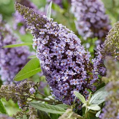 Буддлея давида БАТТЕРФЛЯЙ КАНДИ ЛИЛА СВИТХАРТ в Череповце