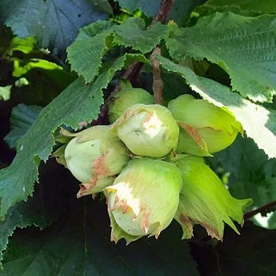 Фундук ТАМБОВСКИЙ РАННИЙ  Фундук ТАМБОВСКИЙ РАННИЙ в Череповце