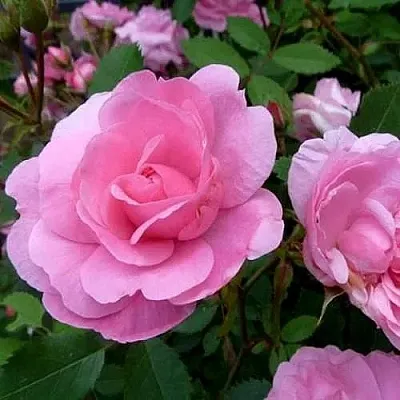 Саженцы роз ДЖОН ДЭВИС плетистая  Саженцы роз ДЖОН ДЭВИС плетистая в Череповце