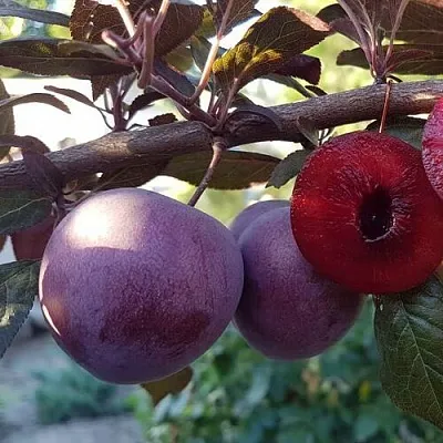 Слива ПАННА   Слива ПАННА  в Череповце