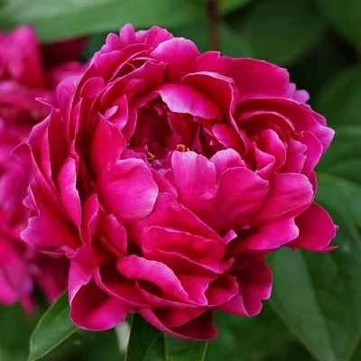 Пион ЛУИ ВАН-ГУТТ травянистый  Пион ЛУИ ВАН-ГУТТ травянистый в Череповце