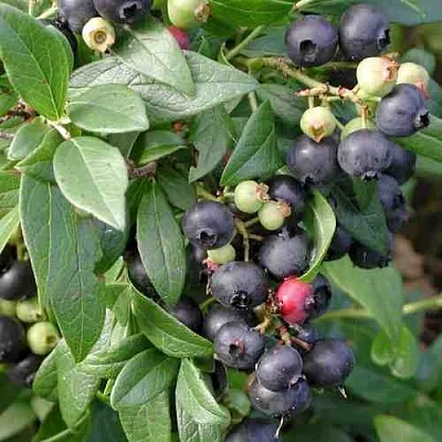 Голубика ПУТТЕ  Голубика ПУТТЕ в Череповце