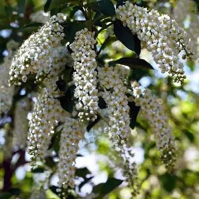 Черемуха виргинская ШУБЕРТ  Черемуха виргинская ШУБЕРТ в Череповце