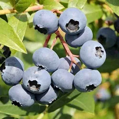 Голубика КРОЭТЭН  Голубика КРОЭТЭН в Череповце