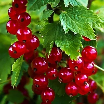 Смородина красная РОЛАН  Смородина красная РОЛАН в Череповце