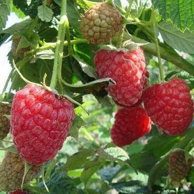 Малина КОЛОКОЛЬЧИК  Малина КОЛОКОЛЬЧИК в Череповце