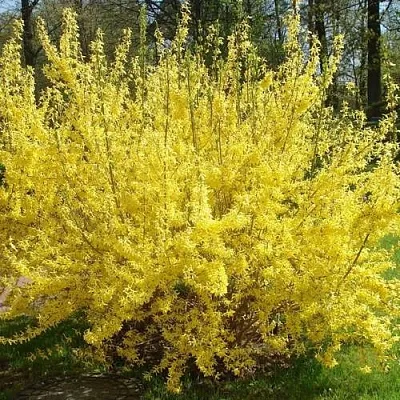 Форзиция ФОРЧУНА в Череповце