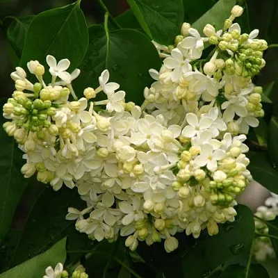 Сирень ПРИМРОУЗ  Сирень ПРИМРОУЗ в Череповце