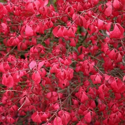 Бересклет КОМПАКТУС   Бересклет КОМПАКТУС  в Череповце