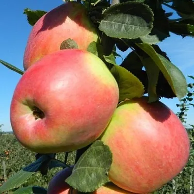 Яблоня БРЯНСКОЕ РОЗОВОЕ  Яблоня БРЯНСКОЕ РОЗОВОЕ в Череповце