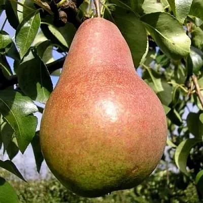 Груша КИРГИЗСКАЯ ЗИМНЯЯ  Груша КИРГИЗСКАЯ ЗИМНЯЯ в Череповце