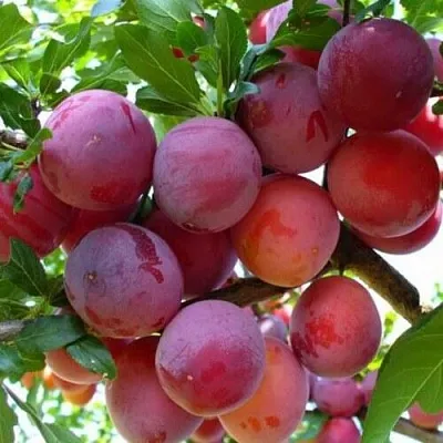 Слива НЕКТАРИННАЯ АРОМАТНАЯ  Слива НЕКТАРИННАЯ АРОМАТНАЯ в Череповце