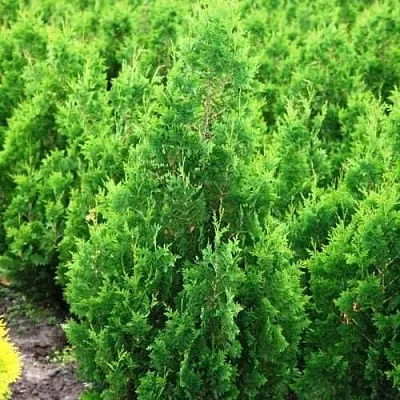 Туя СПИРАЛИС западная в Череповце