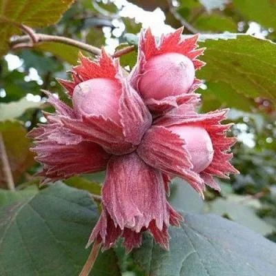 Фундук СКАРЛЕТТ  Фундук СКАРЛЕТТ в Череповце