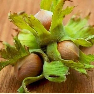 Фундук ГИГАНТ ТАМБОВСКИЙ  Фундук ГИГАНТ ТАМБОВСКИЙ в Череповце