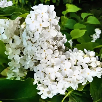 Сирень МАЛЕНЬКИЙ ПРИНЦ  Сирень МАЛЕНЬКИЙ ПРИНЦ в Череповце