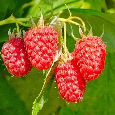 Малина ИЗОБИЛЬНАЯ  Малина ИЗОБИЛЬНАЯ в Череповце