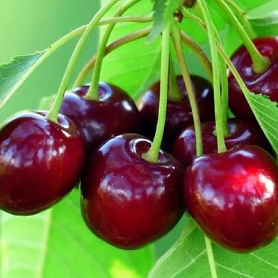 Вишня ВЯНОК в Череповце