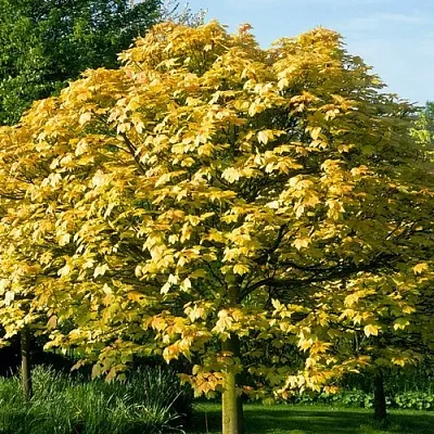 Клен ложноплатановый  Клен ложноплатановый в Череповце