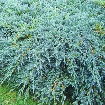 Можжевельник БЛЮ КАРПЕТ чешуйчатый в Череповце