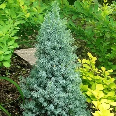 Ель КОНИКА сизая  Ель КОНИКА сизая в Череповце