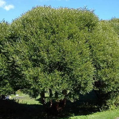 Ива ломкая   Ива ломкая  в Череповце