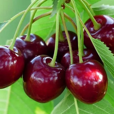 Дюк ЖИВИЦА (ЧЕРЕВИШНЯ)  Дюк ЖИВИЦА (ЧЕРЕВИШНЯ) в Череповце