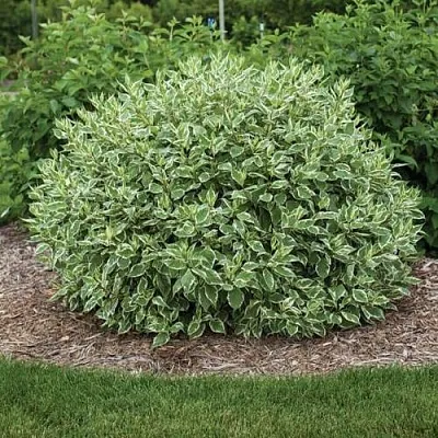 Дерен ЭЛЕГАНТИССИМА белый  Дерен ЭЛЕГАНТИССИМА белый в Череповце