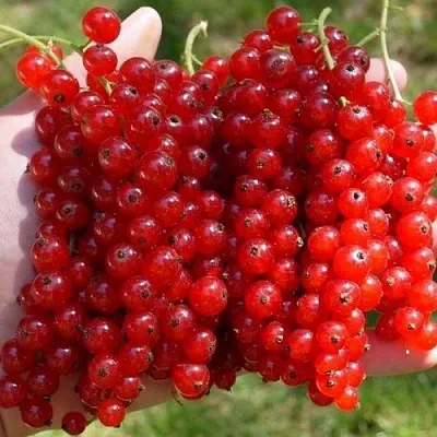 Смородина красная РЕД ПУЛ  Смородина красная РЕД ПУЛ в Череповце