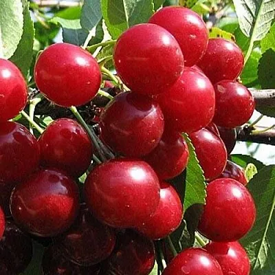 Вишня ГЛУБОКСКАЯ в Череповце